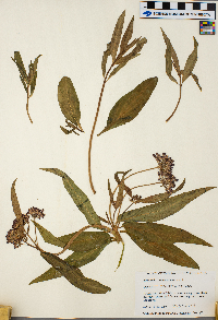 Asclepias incarnata image