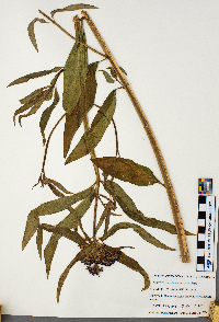 Asclepias incarnata image