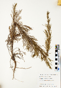 Artemisia campestris image