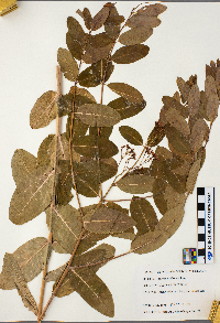 Apocynum cannabinum image