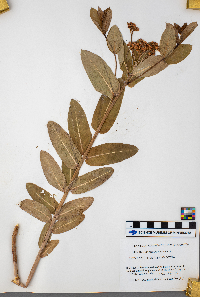 Apocynum cannabinum image