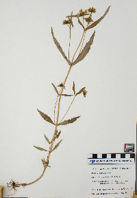 Bidens cernua image