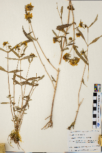 Bidens cernua image