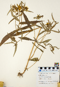 Bidens cernua image