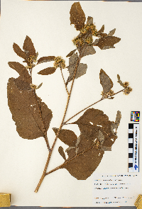 Arctium minus image