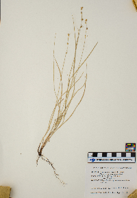 Carex radiata image