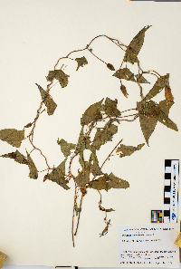 Calystegia sepium image