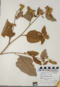 Arctium minus image