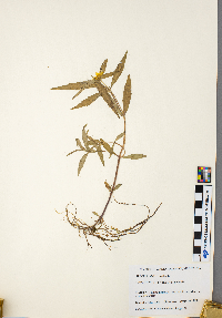 Bidens cernua image