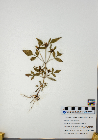 Bidens frondosa image