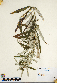 Artemisia serrata image