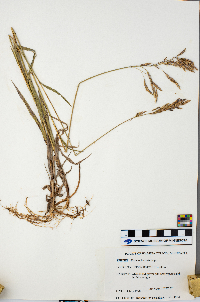 Bromus inermis image