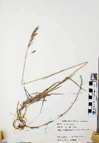 Bromus inermis image