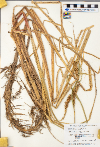 Carex lacustris image