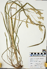 Bromus ciliatus image