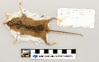 Peromyscus leucopus image