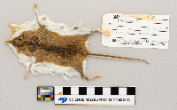 Peromyscus leucopus image