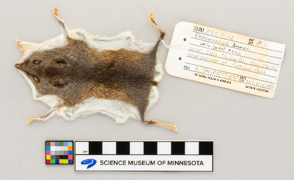 Peromyscus leucopus image