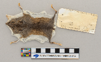 Peromyscus leucopus image