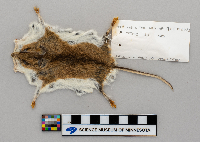 Peromyscus leucopus image