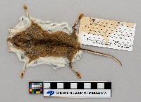 Peromyscus leucopus image