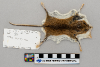 Peromyscus leucopus image