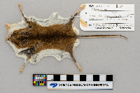 Peromyscus leucopus image