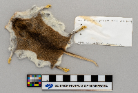 Peromyscus leucopus image