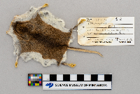 Peromyscus leucopus image