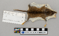 Peromyscus leucopus image