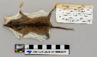 Peromyscus leucopus image