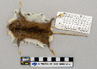 Peromyscus leucopus image