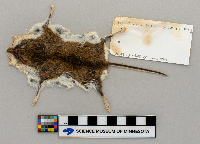 Peromyscus leucopus image