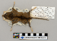 Peromyscus leucopus image