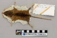 Peromyscus leucopus image