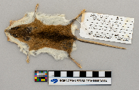 Peromyscus leucopus image