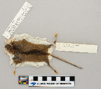 Peromyscus leucopus image