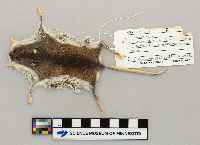 Peromyscus leucopus image