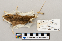 Peromyscus leucopus image