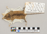 Peromyscus leucopus image