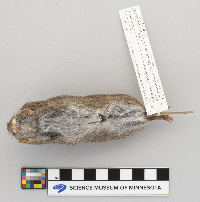 Image of Microtus pennsylvanicus