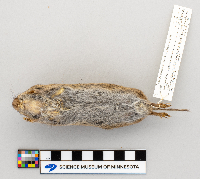 Microtus pennsylvanicus image