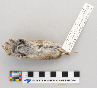 Microtus pennsylvanicus image