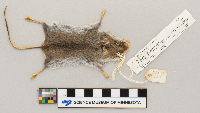 Peromyscus maniculatus image