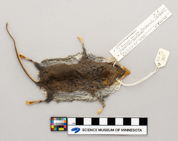 Peromyscus image