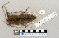 Peromyscus maniculatus image