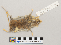 Peromyscus maniculatus image