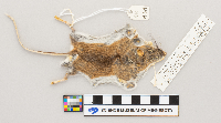 Peromyscus maniculatus image