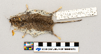 Peromyscus maniculatus image