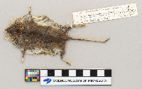 Peromyscus maniculatus image